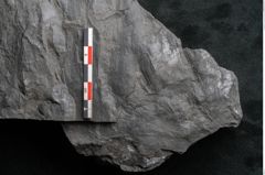 Foto (Detailansicht) von Odontopteris minor Brongniart (NHMW-GEO-2024-0188-10720)